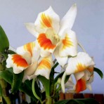 Dawn Marie splash Variegated Flowering Size